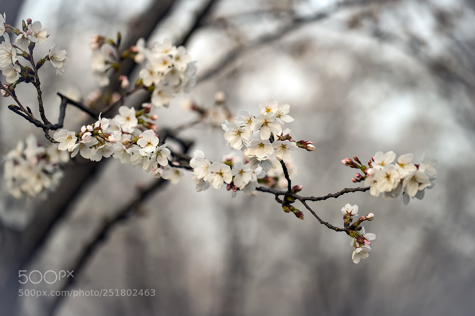 Canon EOS-1D X Mark II sample photo. 樱之二 photography