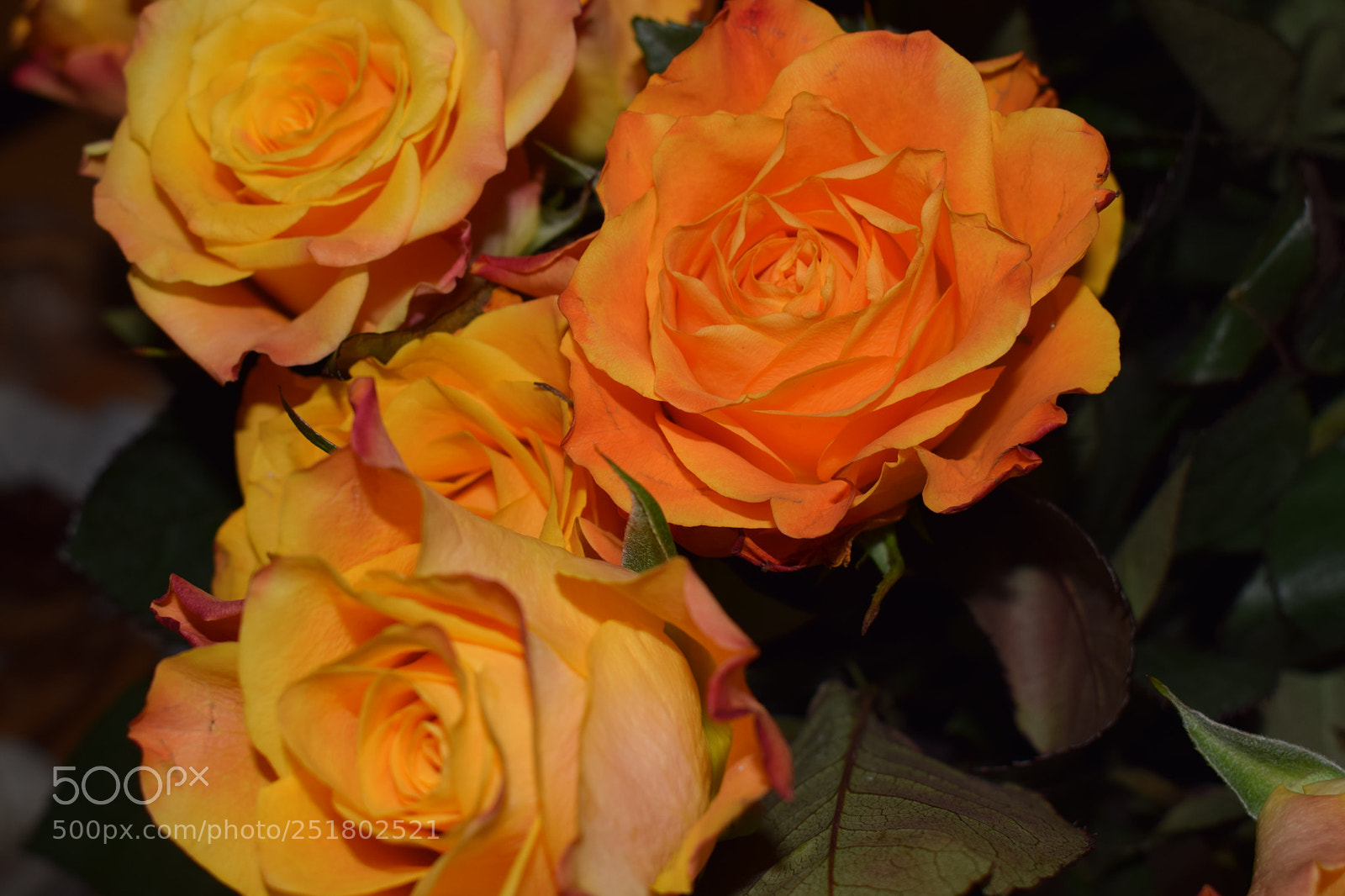 Nikon D3300 sample photo. In all their glory photography