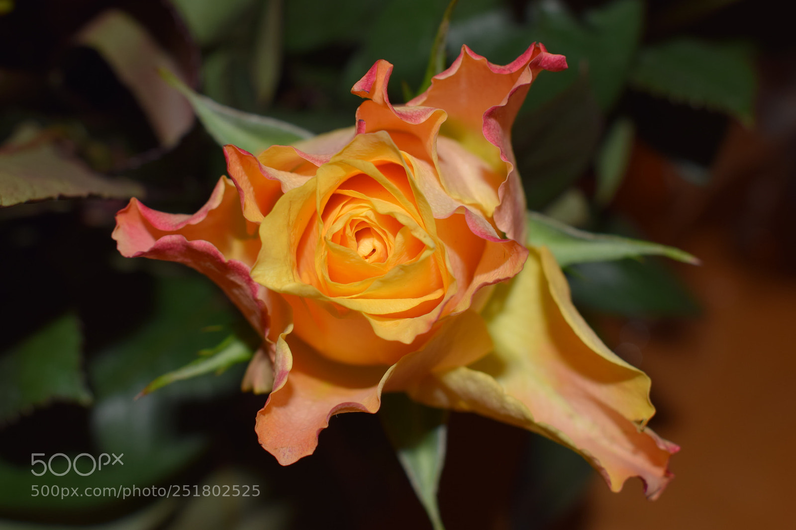 Nikon D3300 sample photo. Beauty in bright yellow photography