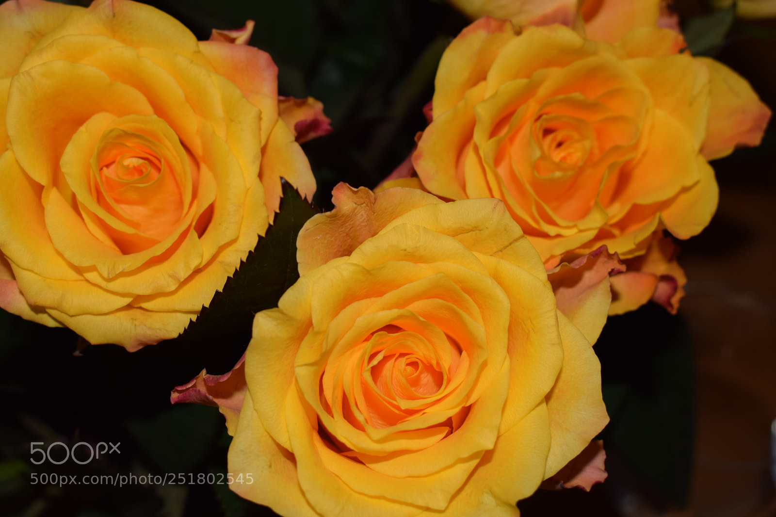 Nikon D3300 sample photo. Three yellow ones photography