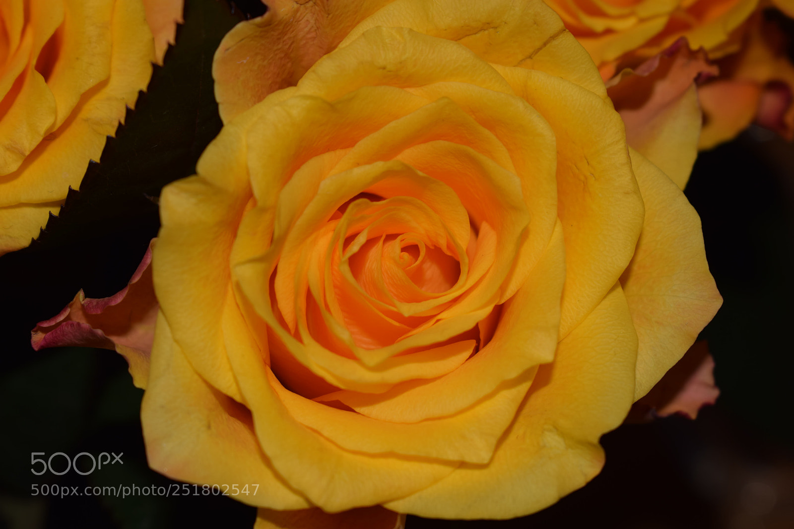 Nikon D3300 sample photo. The yellow one photography