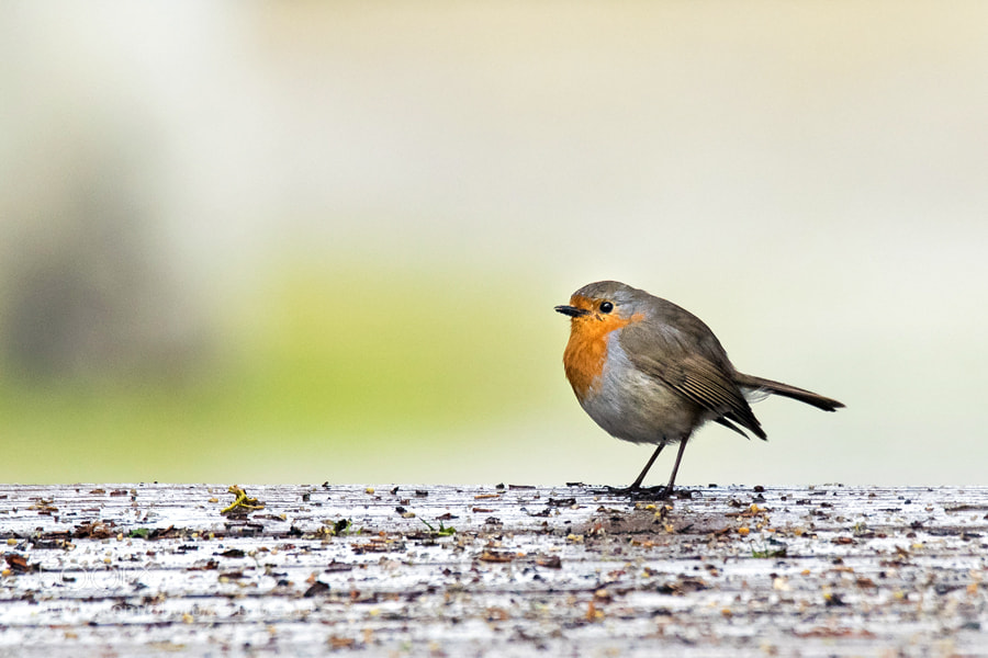 Nikon D5300 sample photo. Pisco-de-peito-ruivo erithacus rubecula european photography