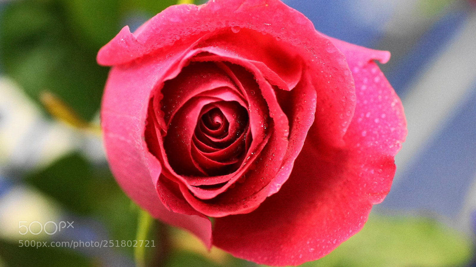 Sony SLT-A57 sample photo. (Роза) photography
