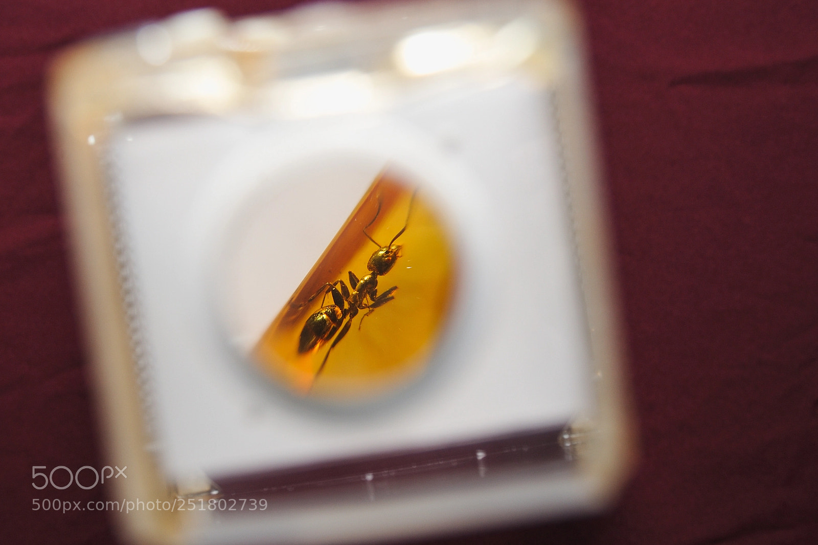 Nikon D700 sample photo. Insect frozen in amber photography