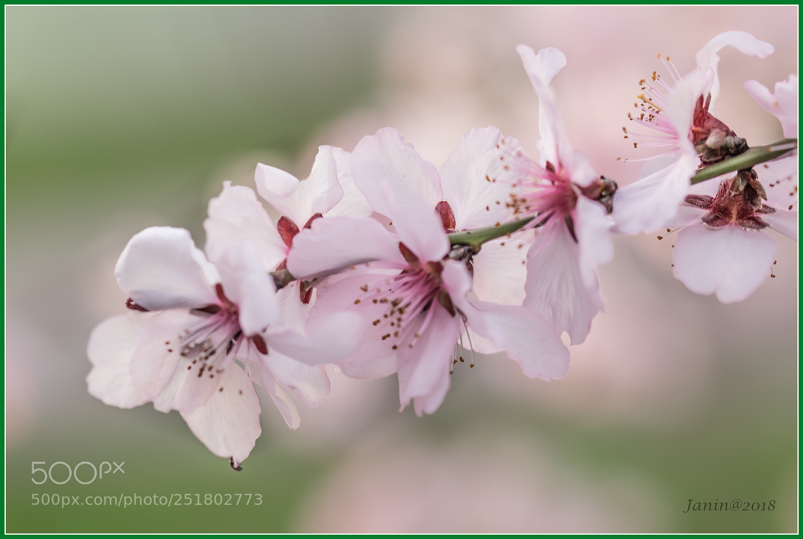 Canon EOS 77D (EOS 9000D / EOS 770D) sample photo. Prunus cerasifera nigra photography