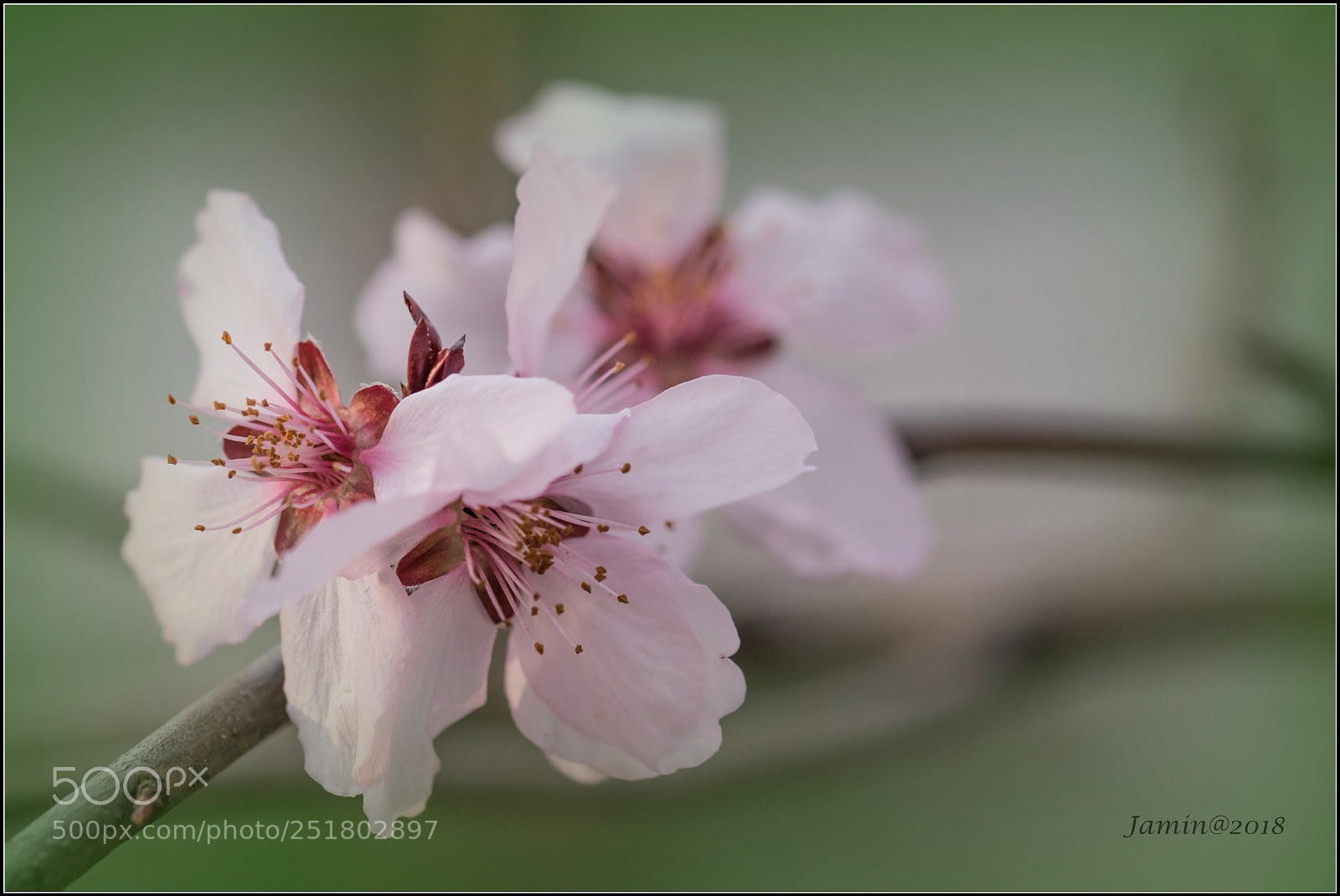 Canon EOS 77D (EOS 9000D / EOS 770D) sample photo. Trio pink flowers photography