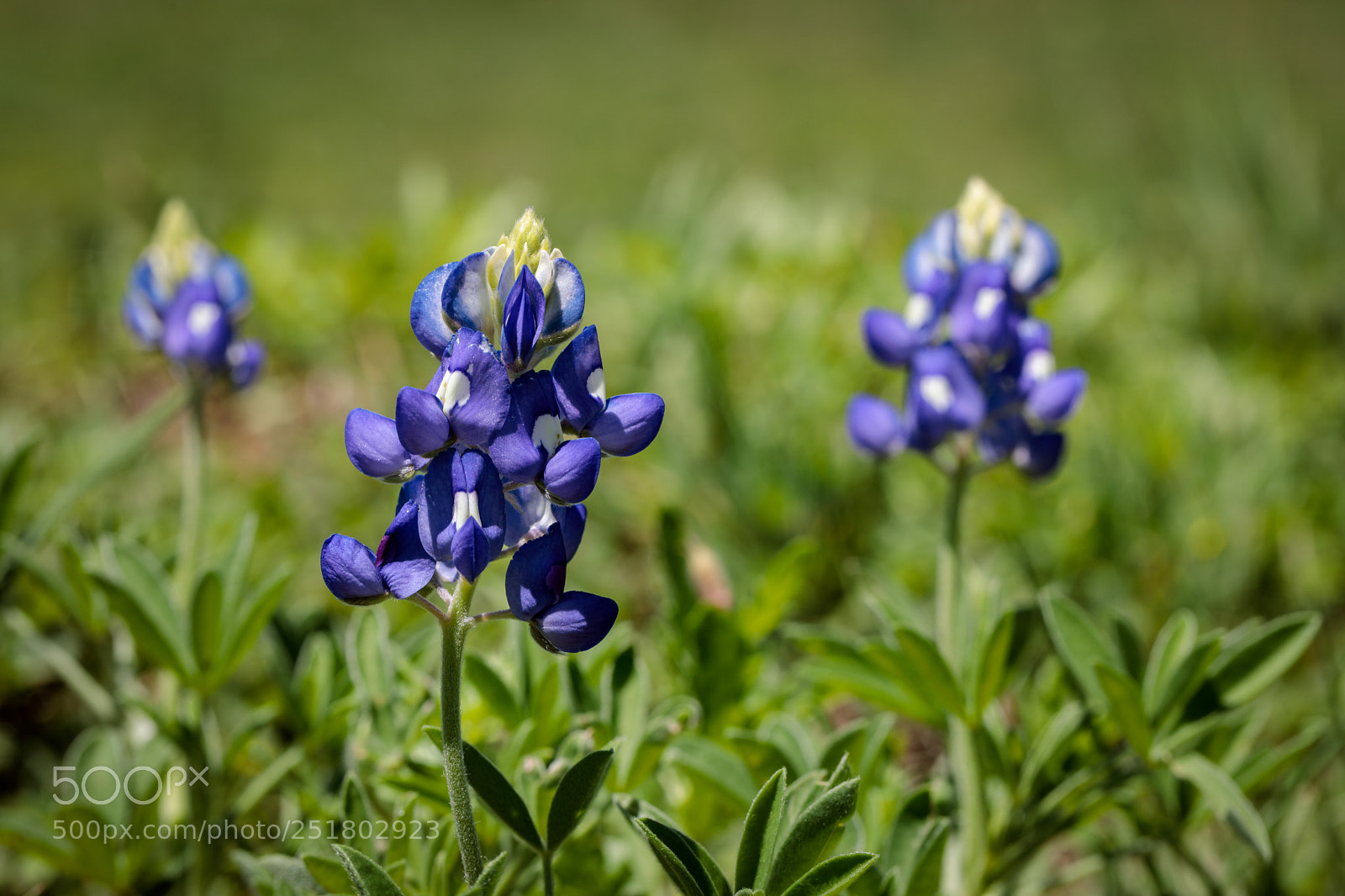 Canon EOS 5D Mark IV sample photo. Spring blue bonnet trio photography