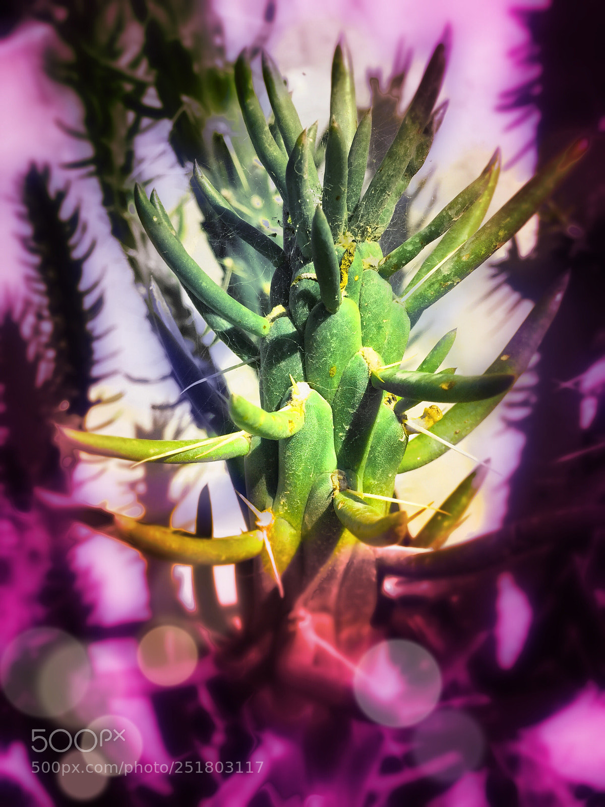Apple iPhone 6 sample photo. Cactus plants  photography