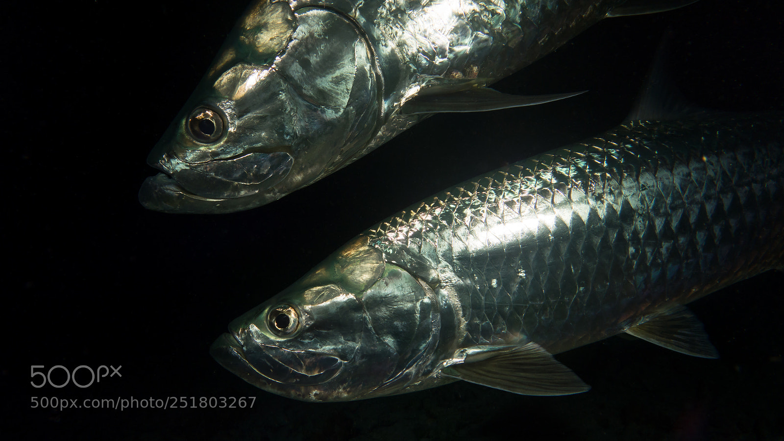 Sony Cyber-shot DSC-RX100 sample photo. Atlantic tarpon (megalops atlanticus) photography