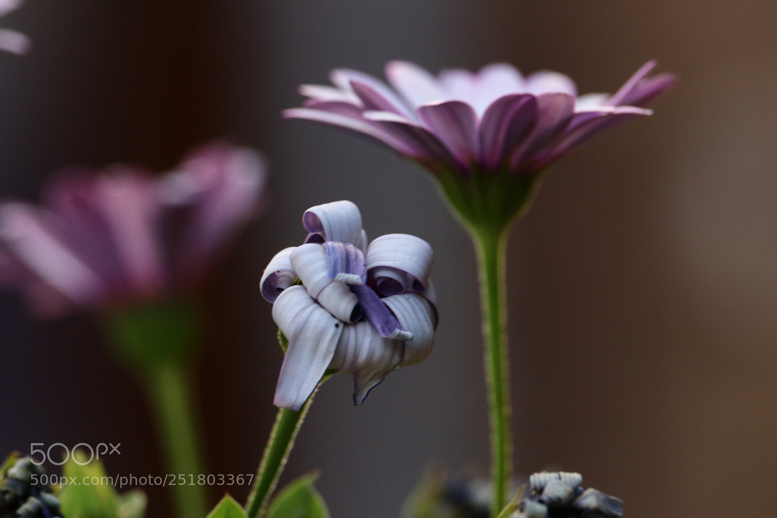 Canon EOS 80D sample photo. Untitled photography