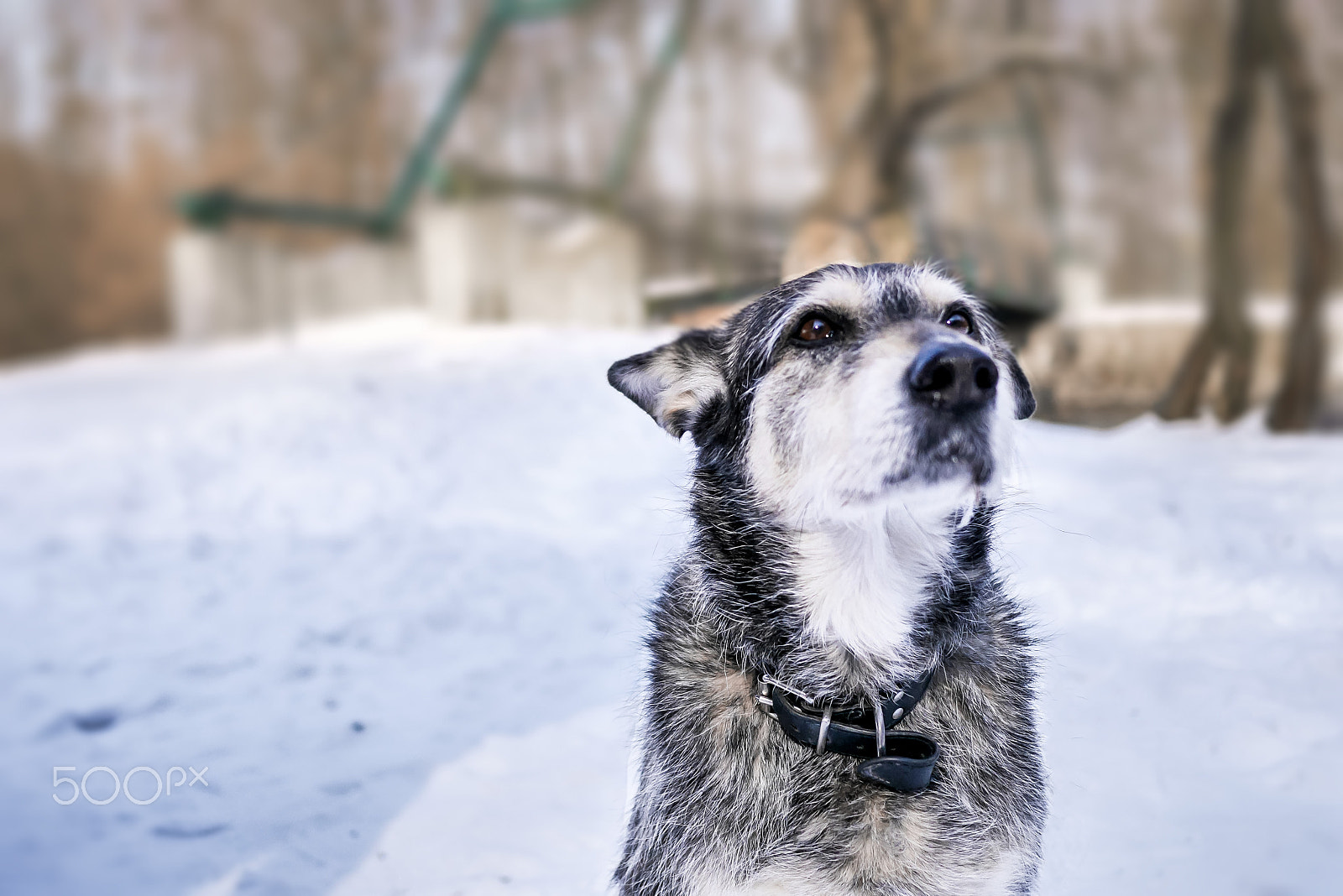 Panasonic Lumix DMC-GM1 sample photo. Beauty dog photography
