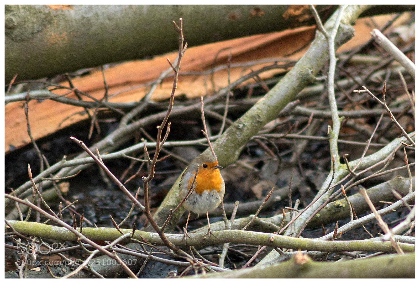 Nikon D500 sample photo. Red robin photography