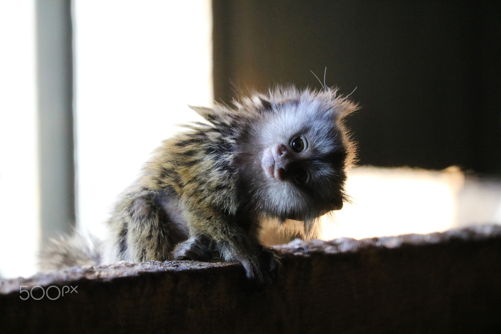Canon EF-S 55-250mm F4-5.6 IS STM sample photo. Monkey photography
