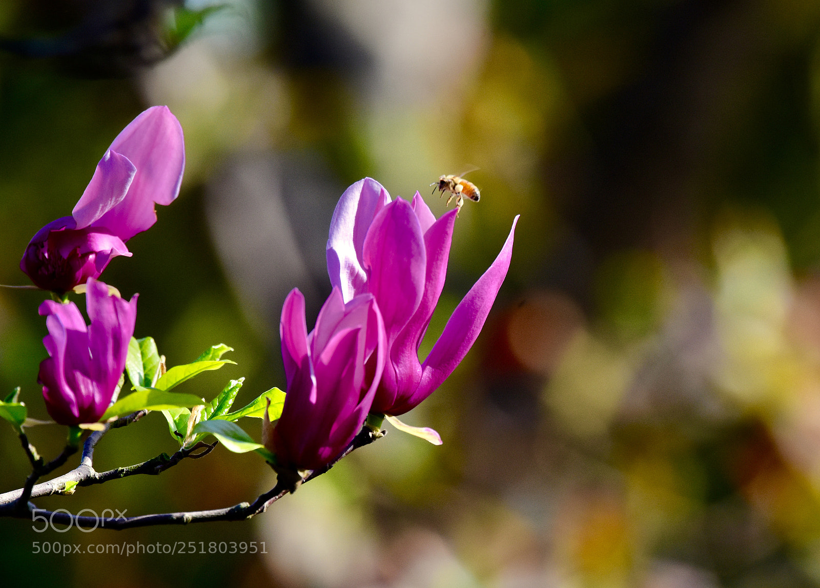Nikon D7200 sample photo. Untitled photography