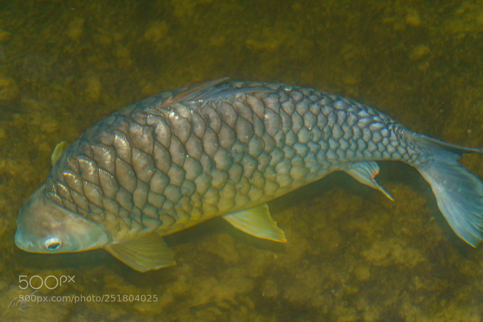 Sony a7R II sample photo. Carp kew gardens photography