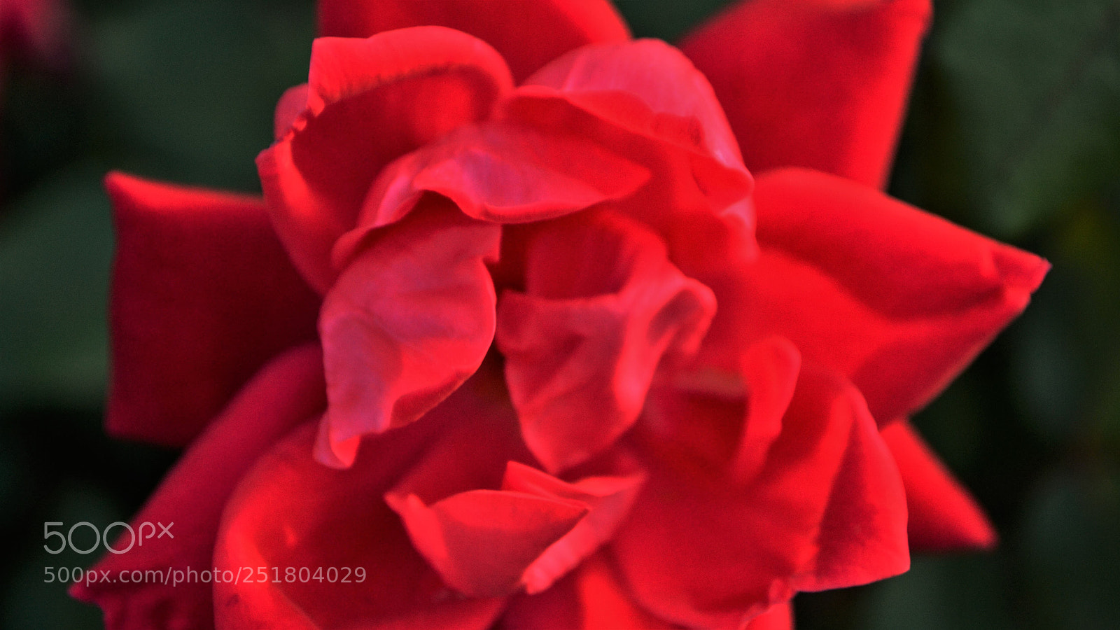 Nikon D3100 sample photo. Open for me photography