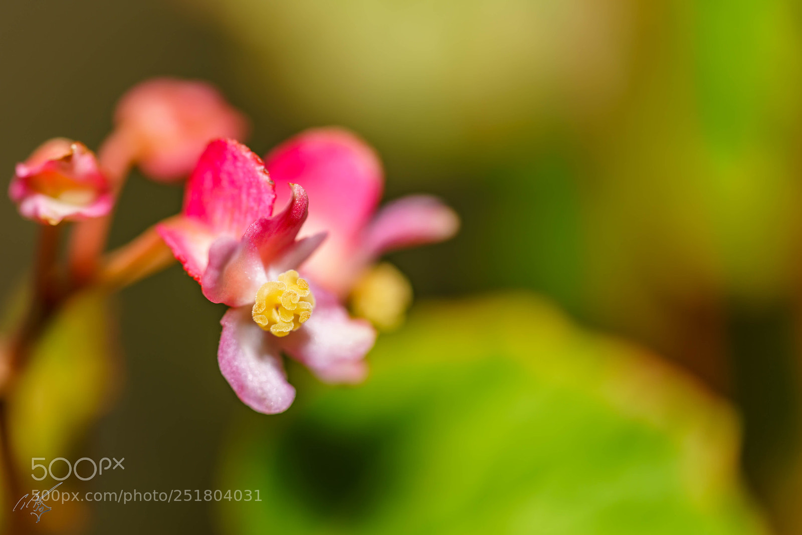 Sony a7R II sample photo. Flower kew gardens photography