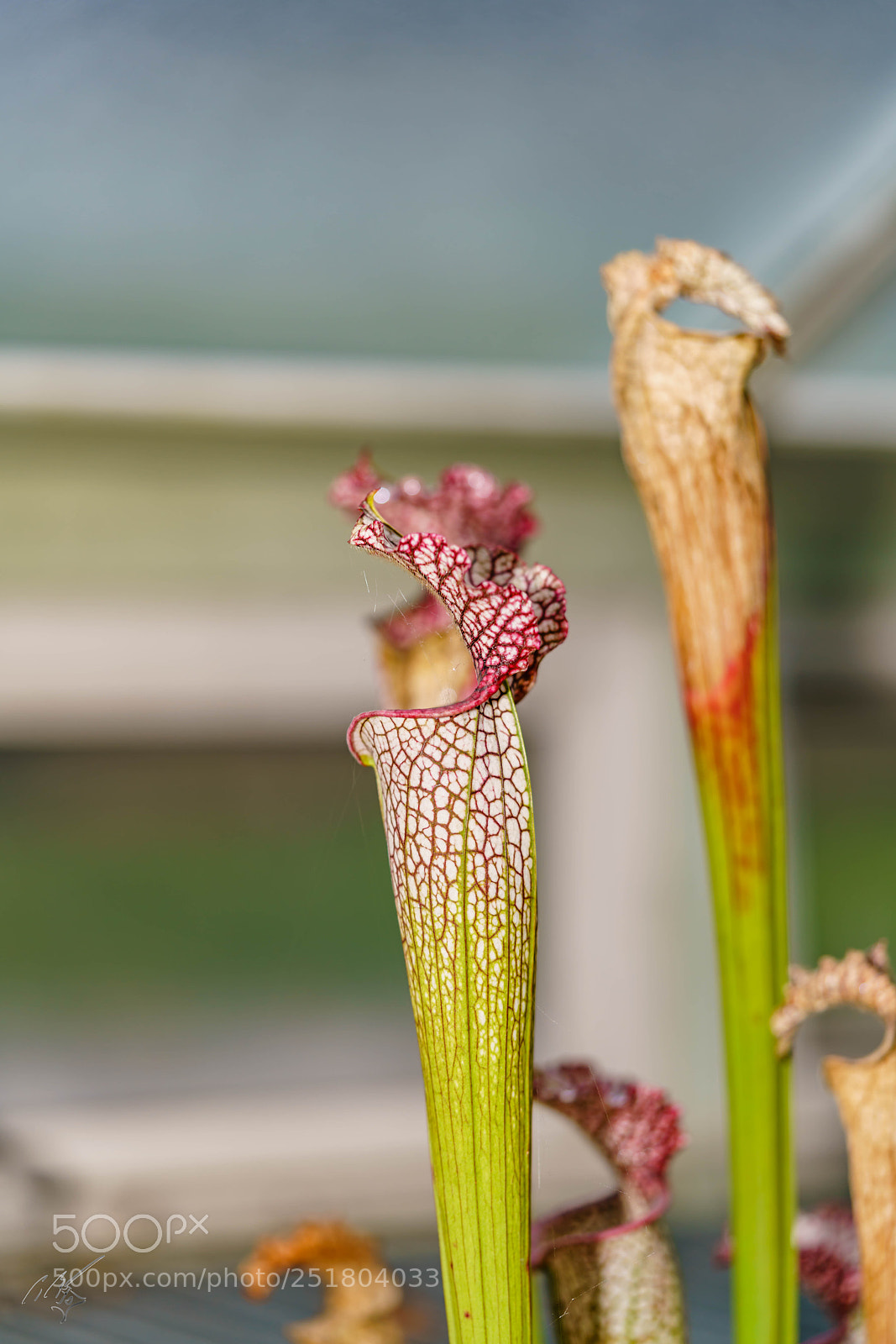 Sony a7R II sample photo. Flower kew gardens photography