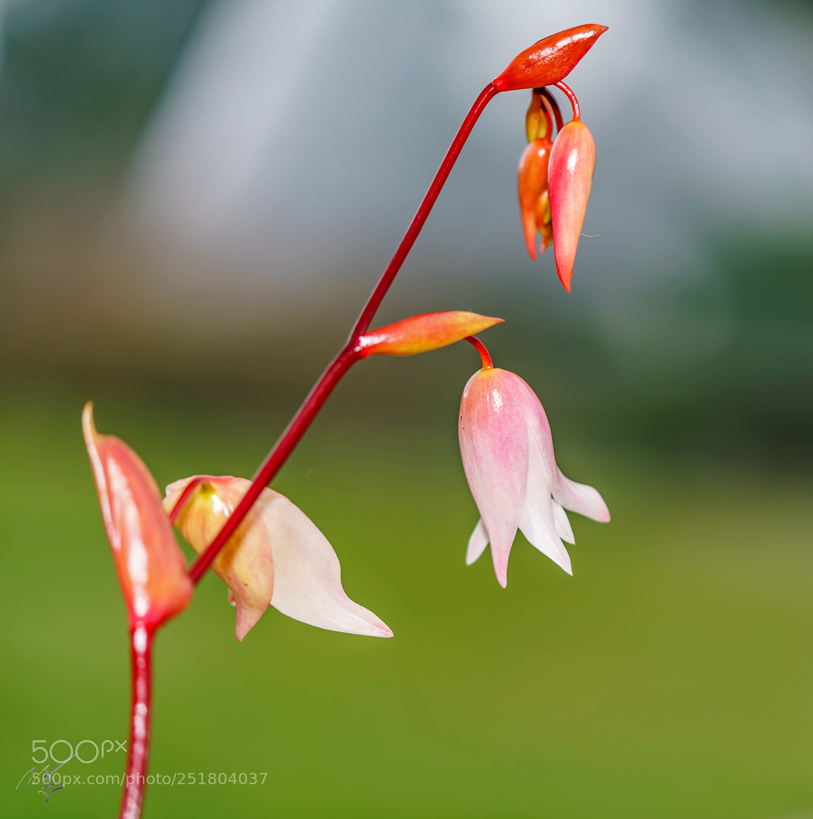 Sony a7R II sample photo. Flower kew gardens photography