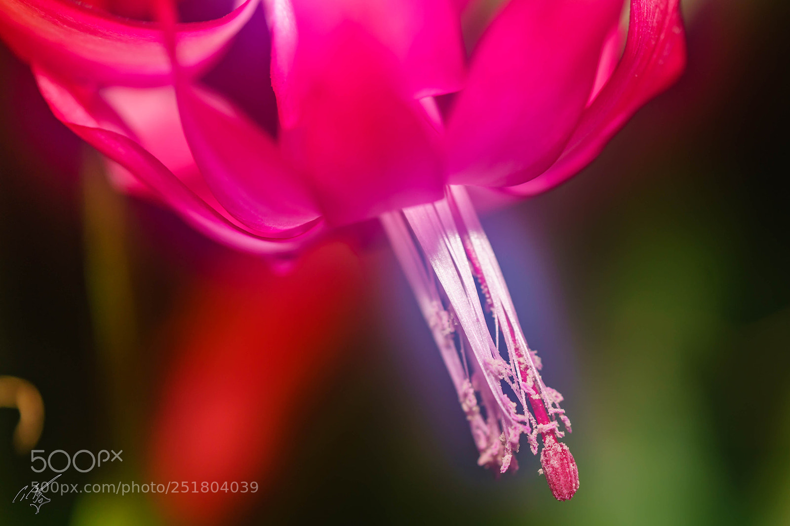 Sony a7R II sample photo. Flower kew gardens photography