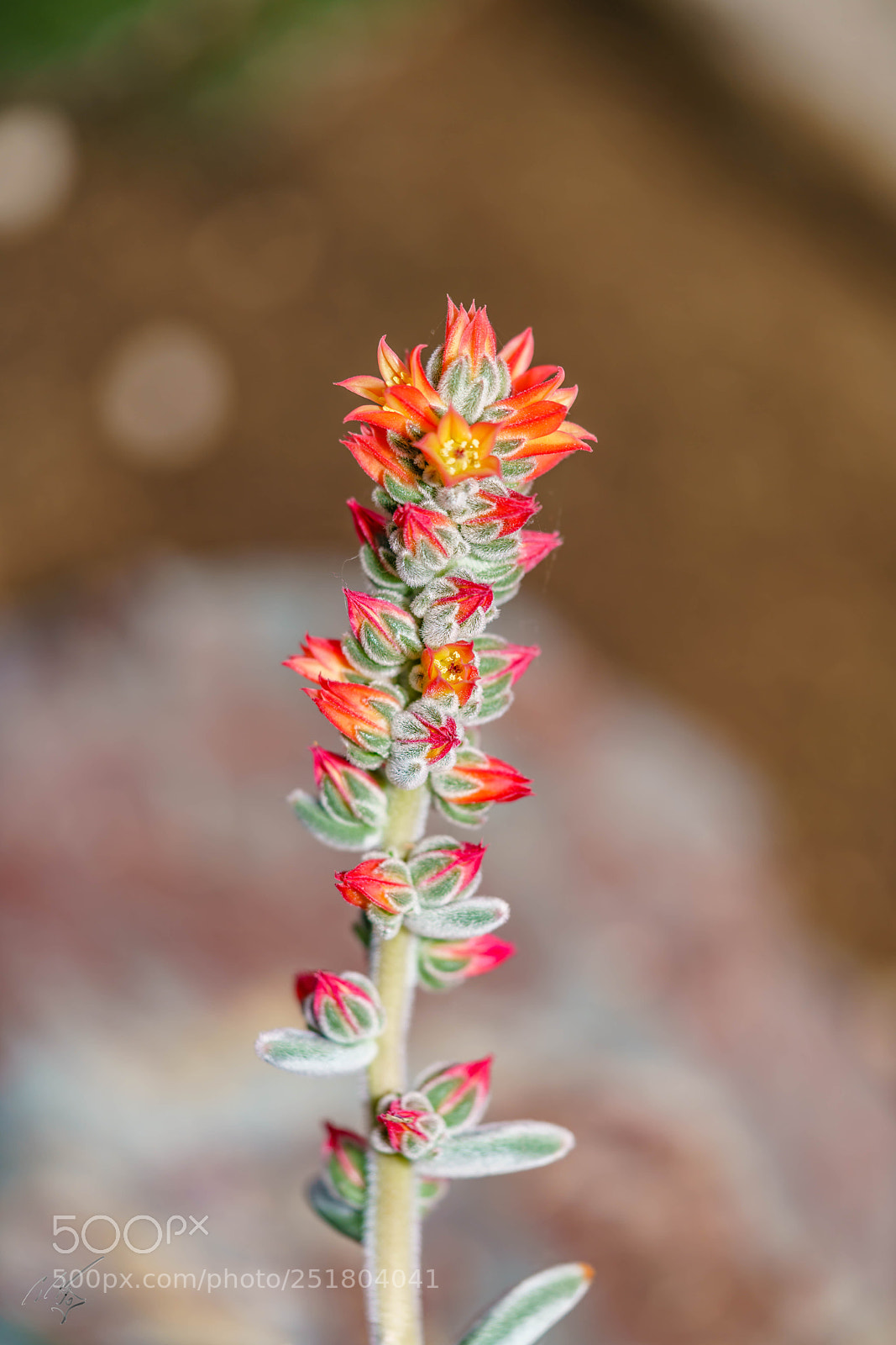 Sony a7R II sample photo. Flower kew gardens photography