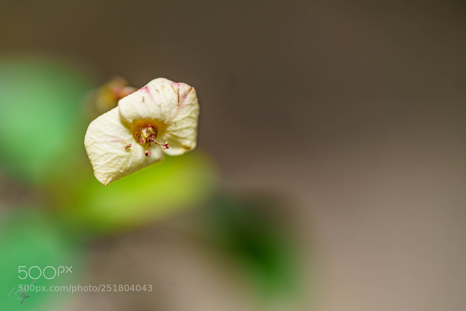 Sony a7R II sample photo. Flower kew gardens photography