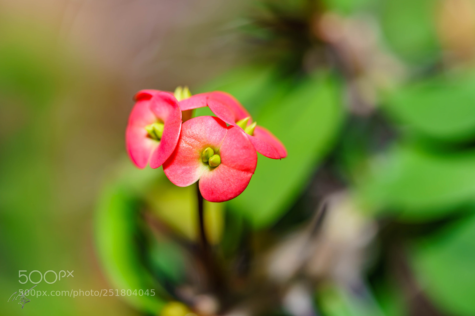 Sony a7R II sample photo. Flower kew gardens photography