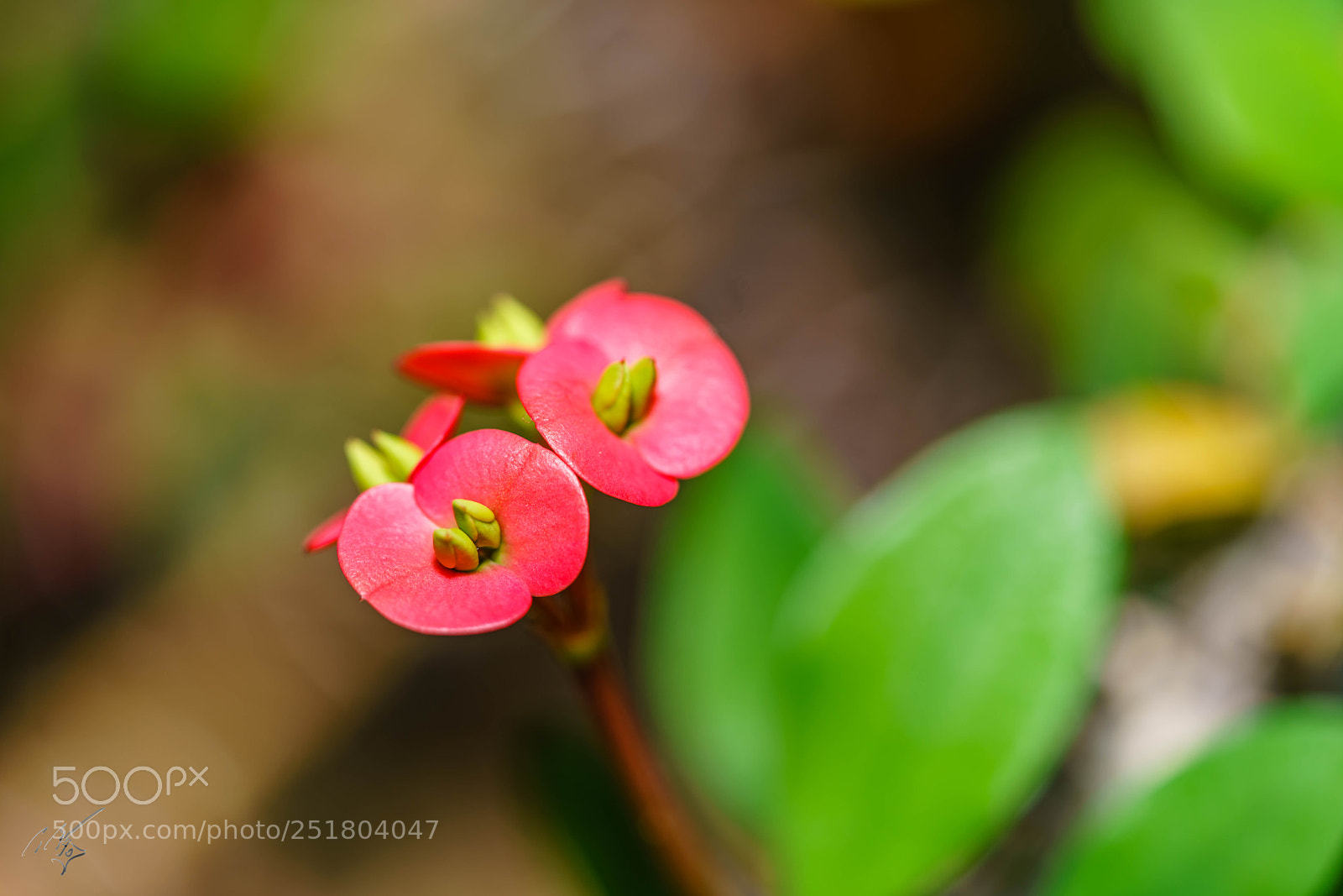 Sony a7R II sample photo. Flower kew gardens photography