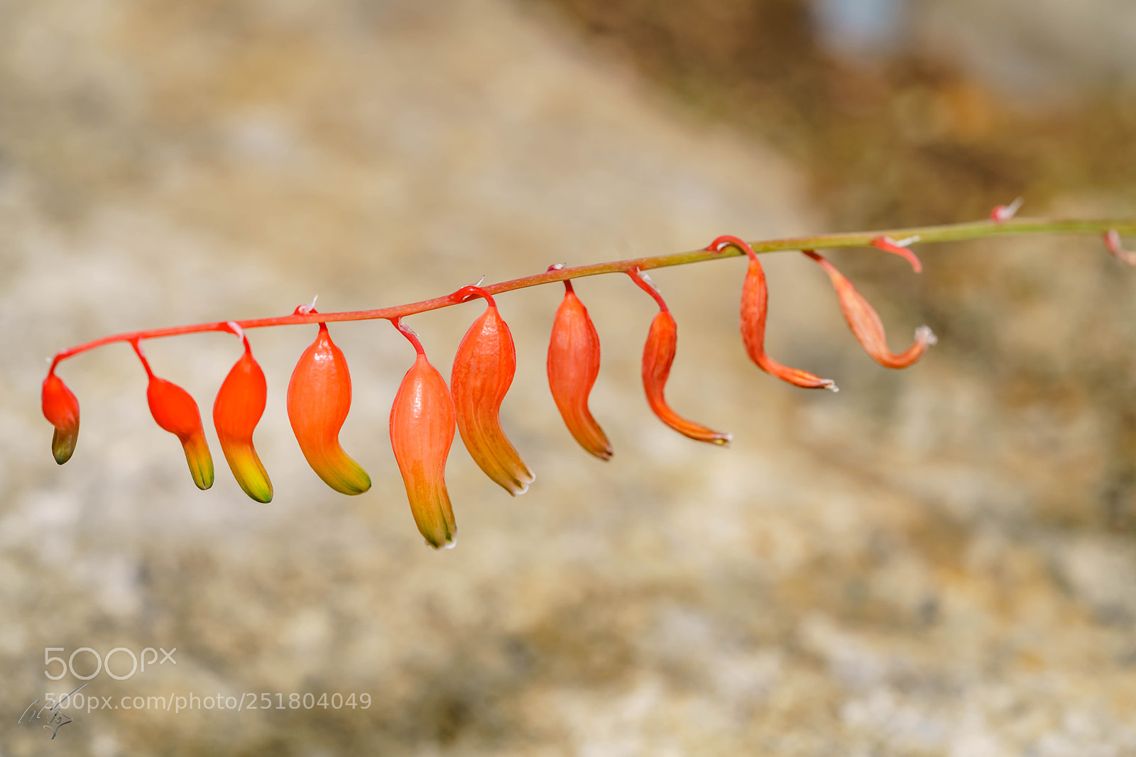 Sony a7R II sample photo. Flower kew gardens photography