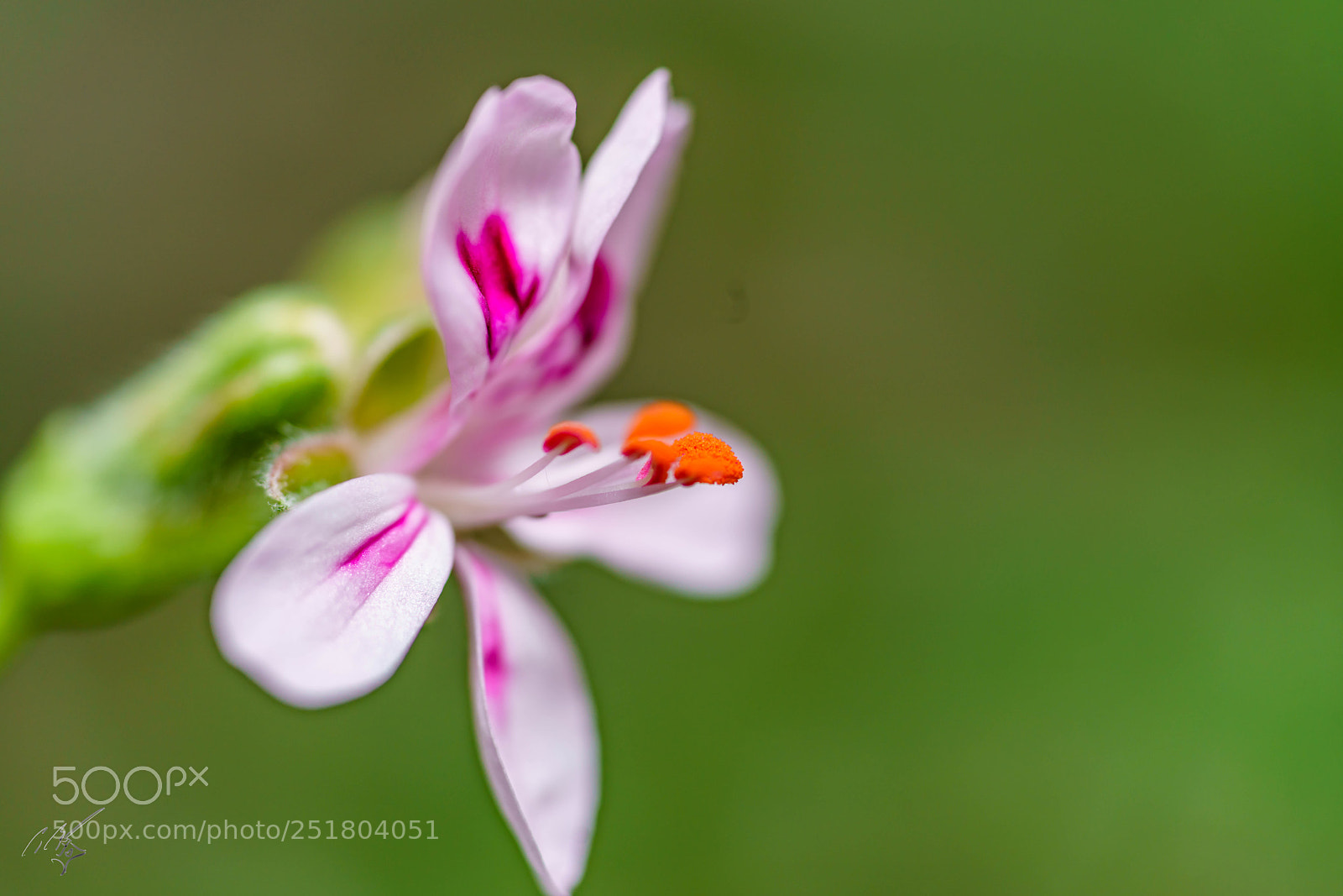 Sony a7R II sample photo. Flower kew gardens photography