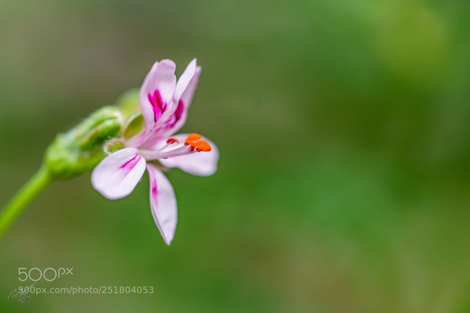 Sony a7R II sample photo. Flower kew gardens photography