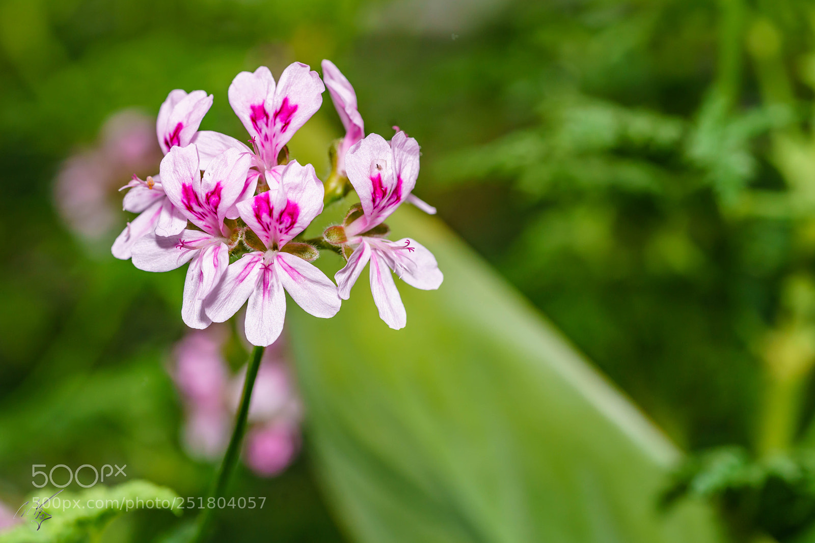 Sony a7R II sample photo. Flower kew gardens photography
