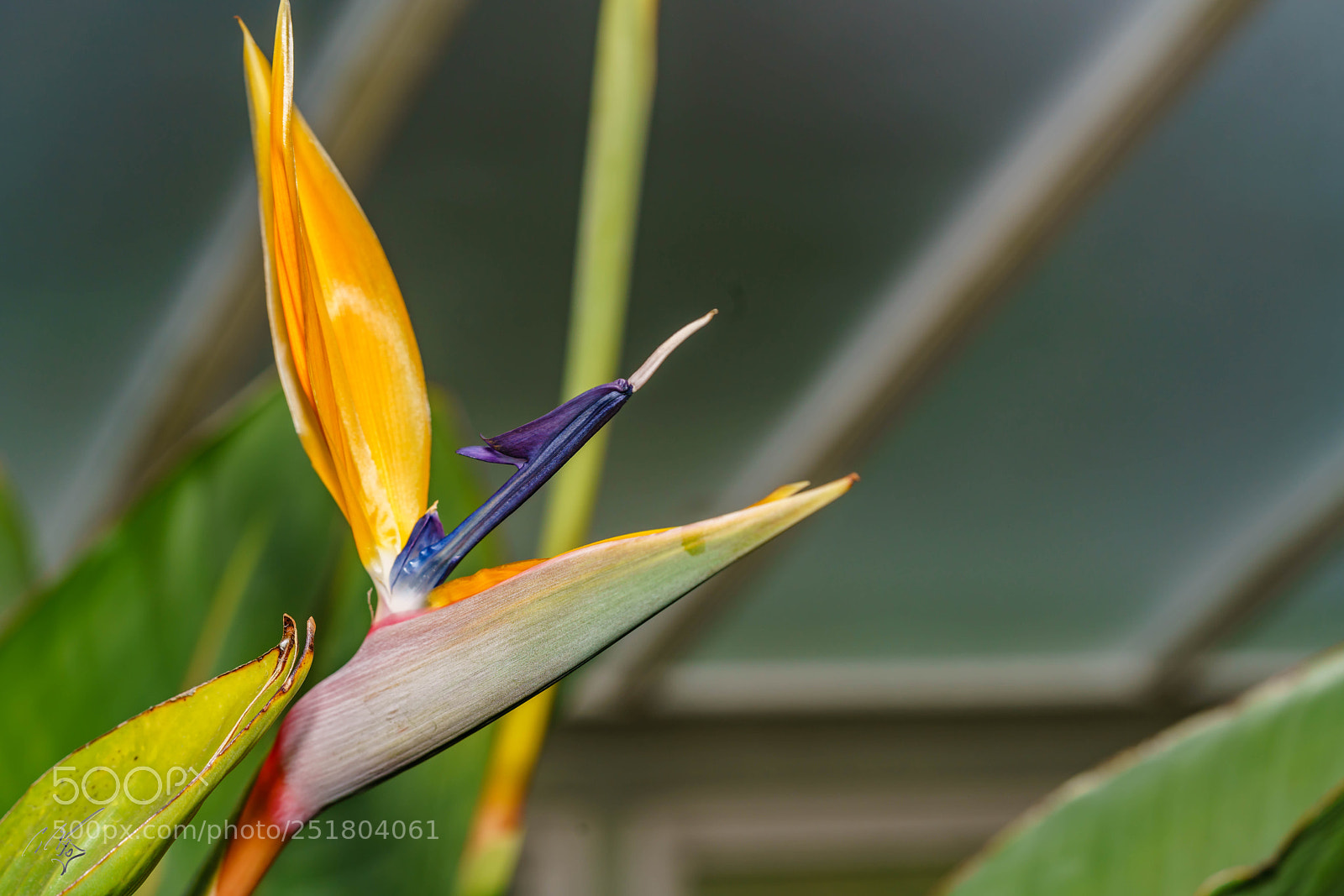 Sony a7R II sample photo. Flower kew gardens photography