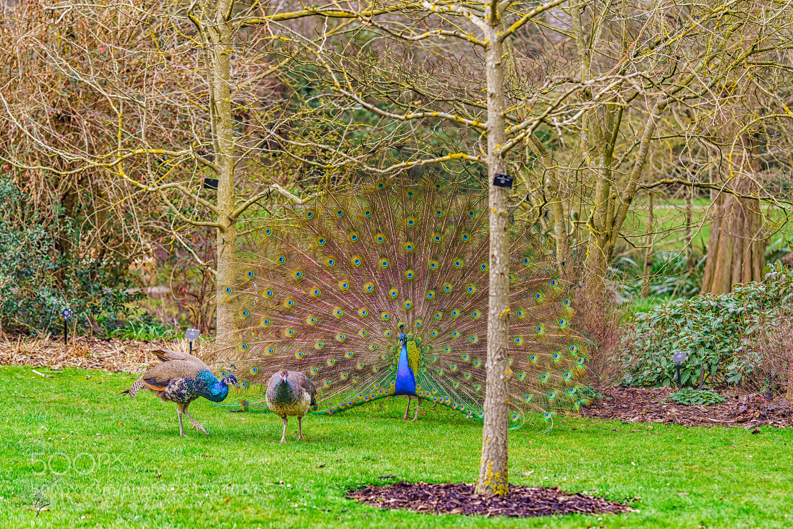 Sony a7R II sample photo. Peacock kew gardens photography