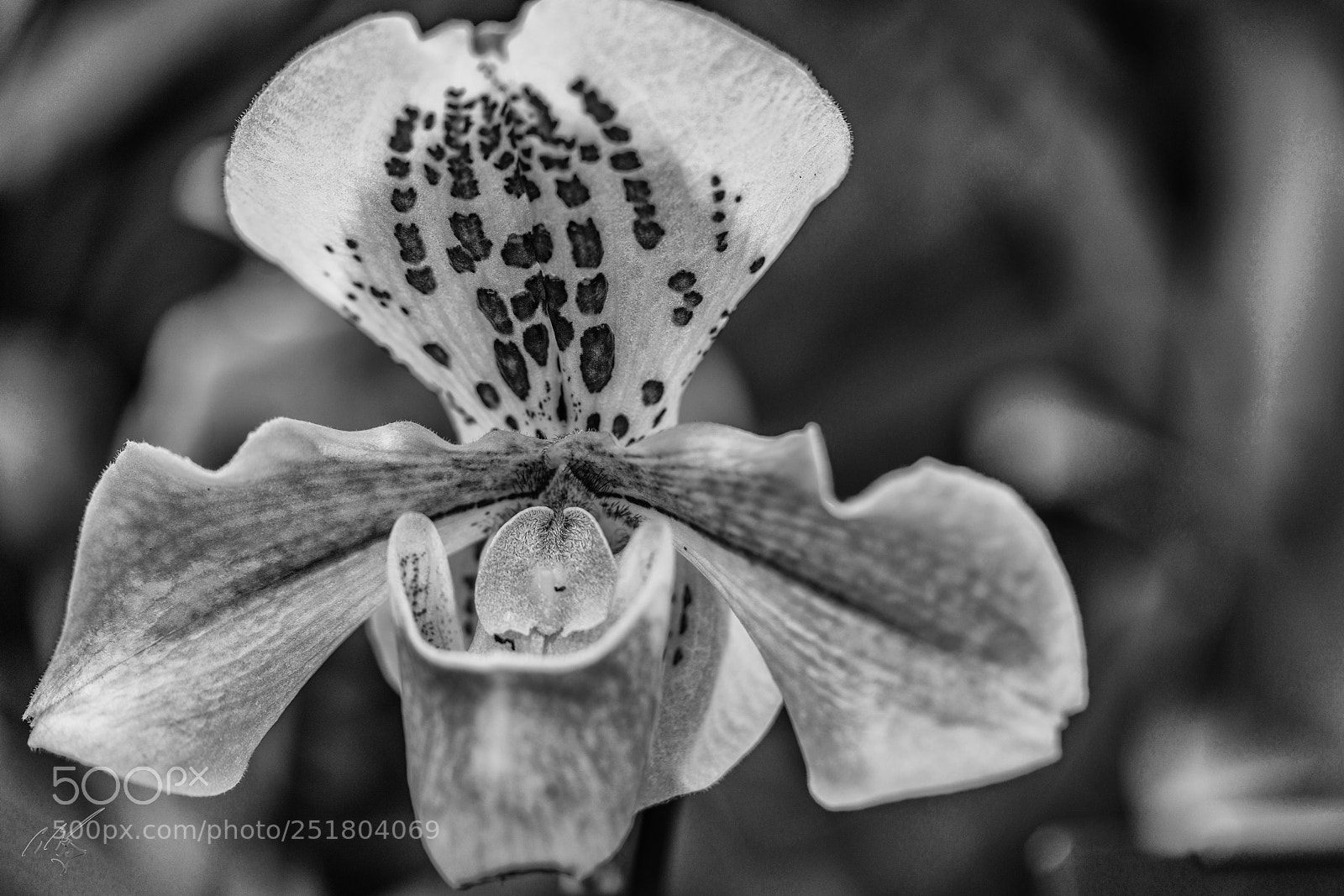 Sony a7R II sample photo. Flower kew gardens photography