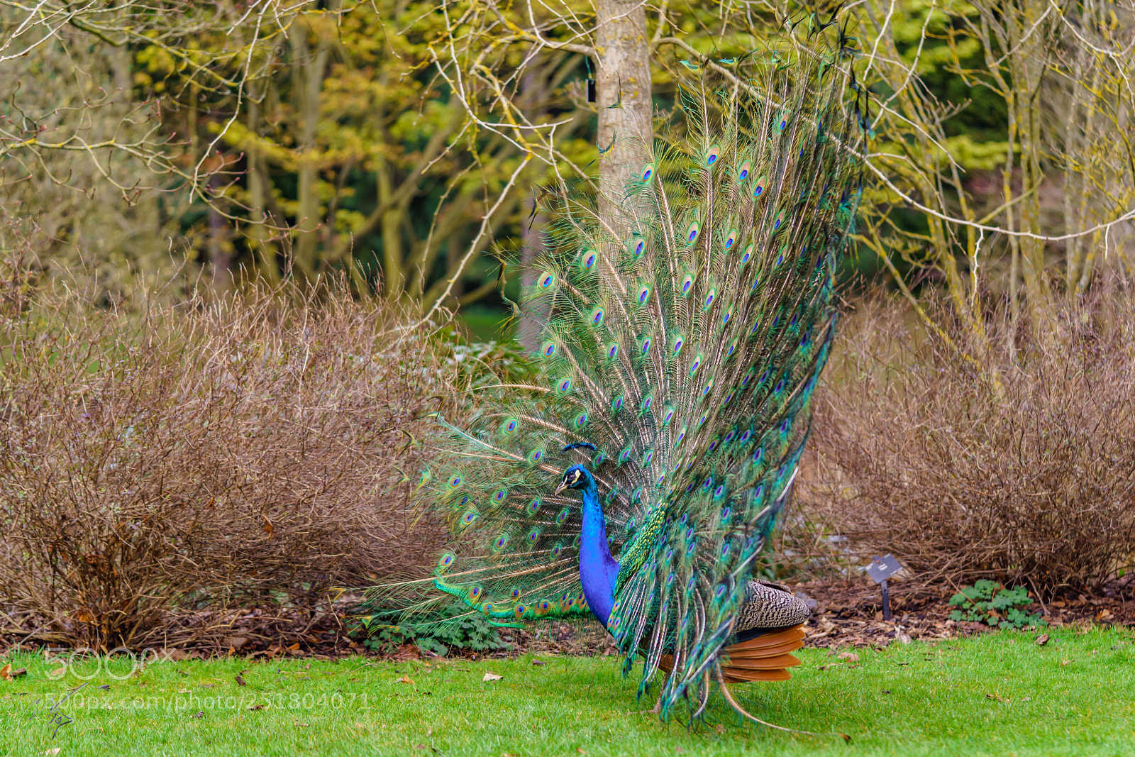 Sony a7R II sample photo. Peacock kew gardens photography