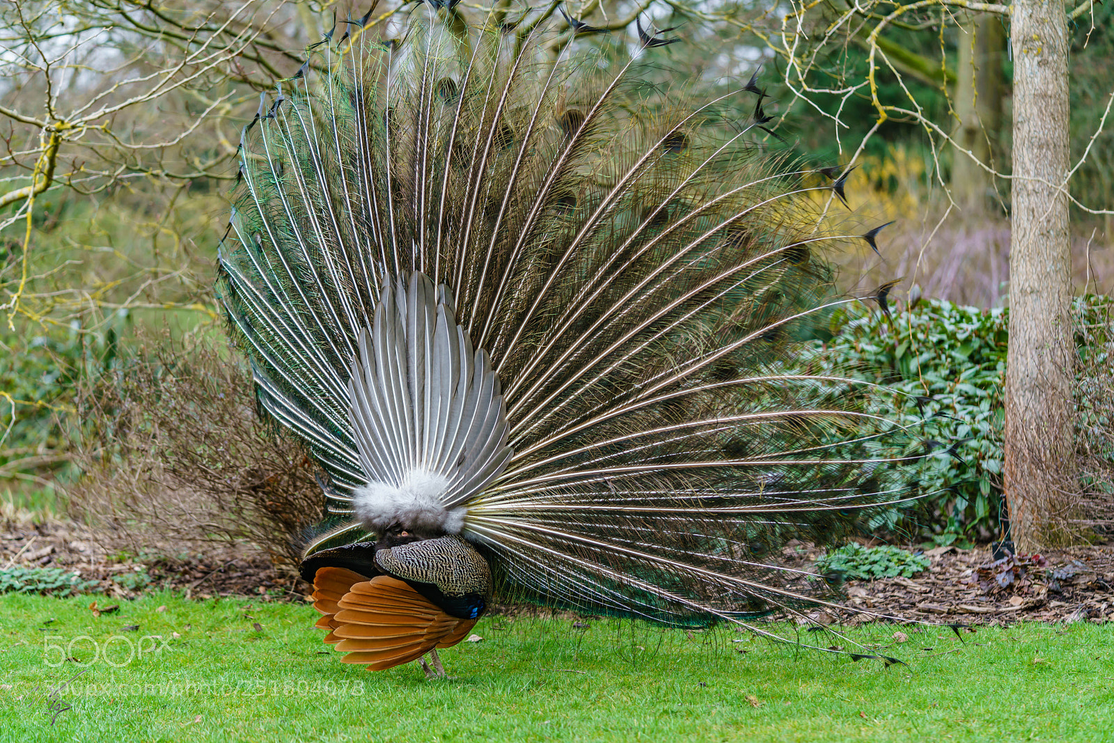 Sony a7R II sample photo. Peacock kew gardens photography