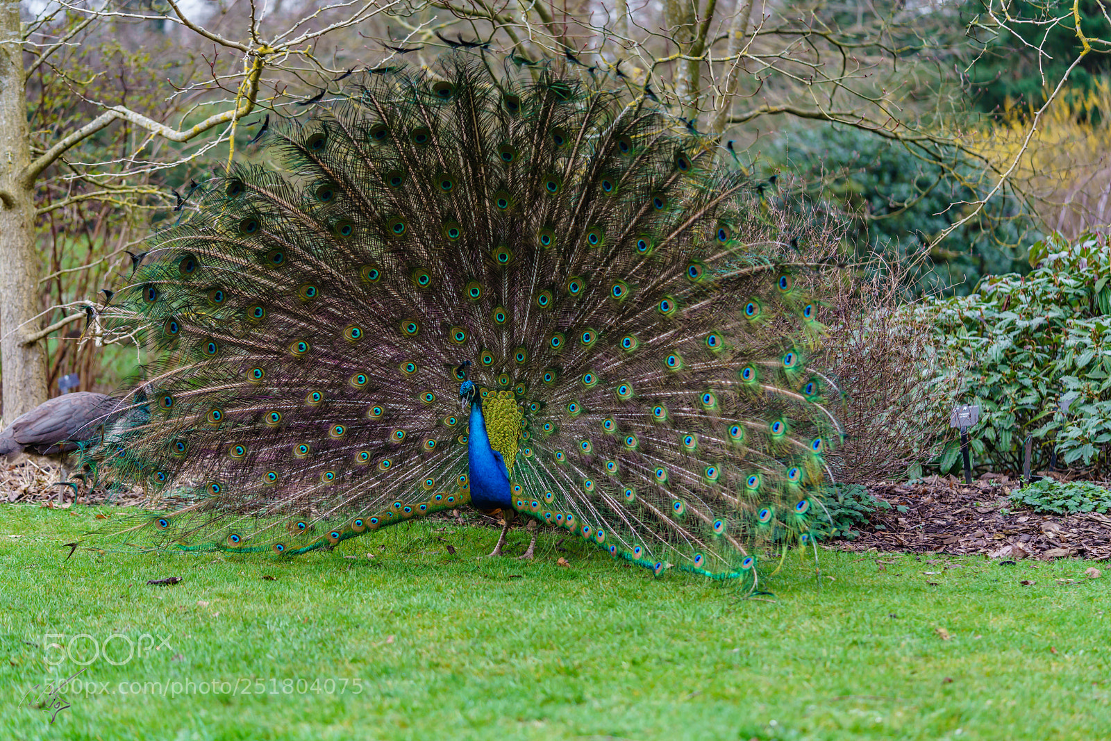 Sony a7R II sample photo. Peacock kew gardens photography