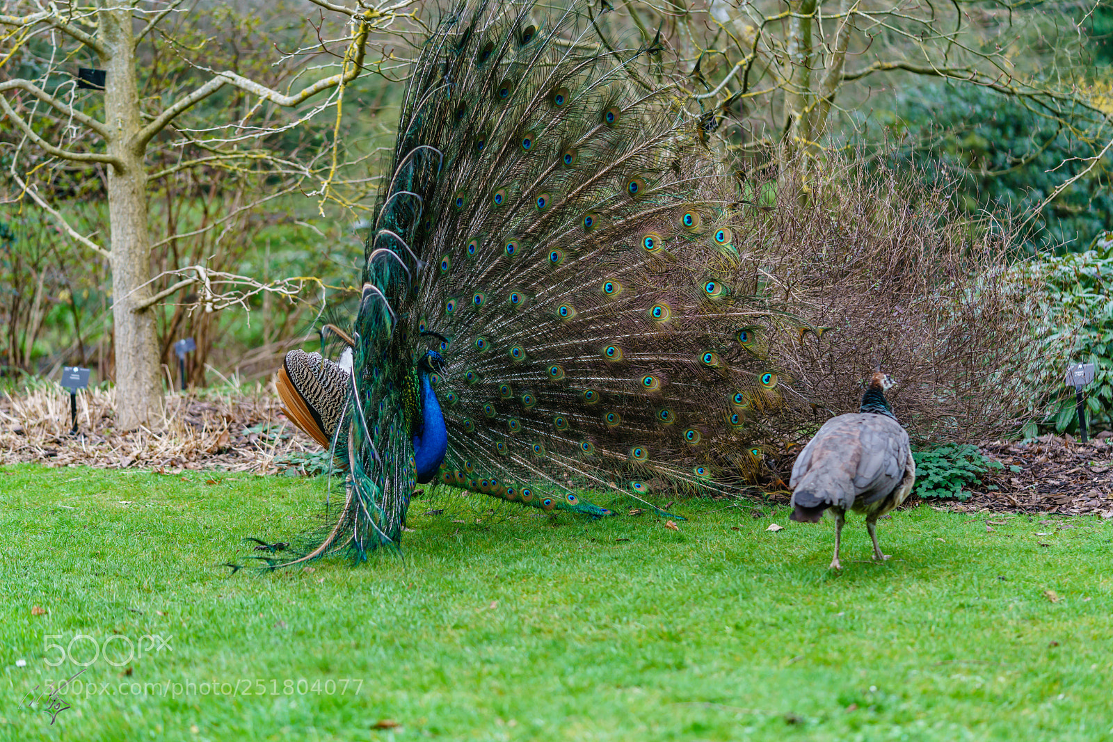 Sony a7R II sample photo. Peacock kew gardens photography