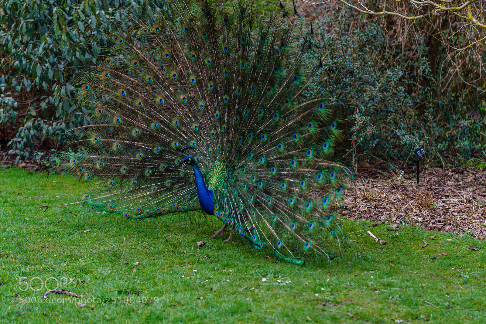 Sony a7R II sample photo. Peacock kew gardens photography