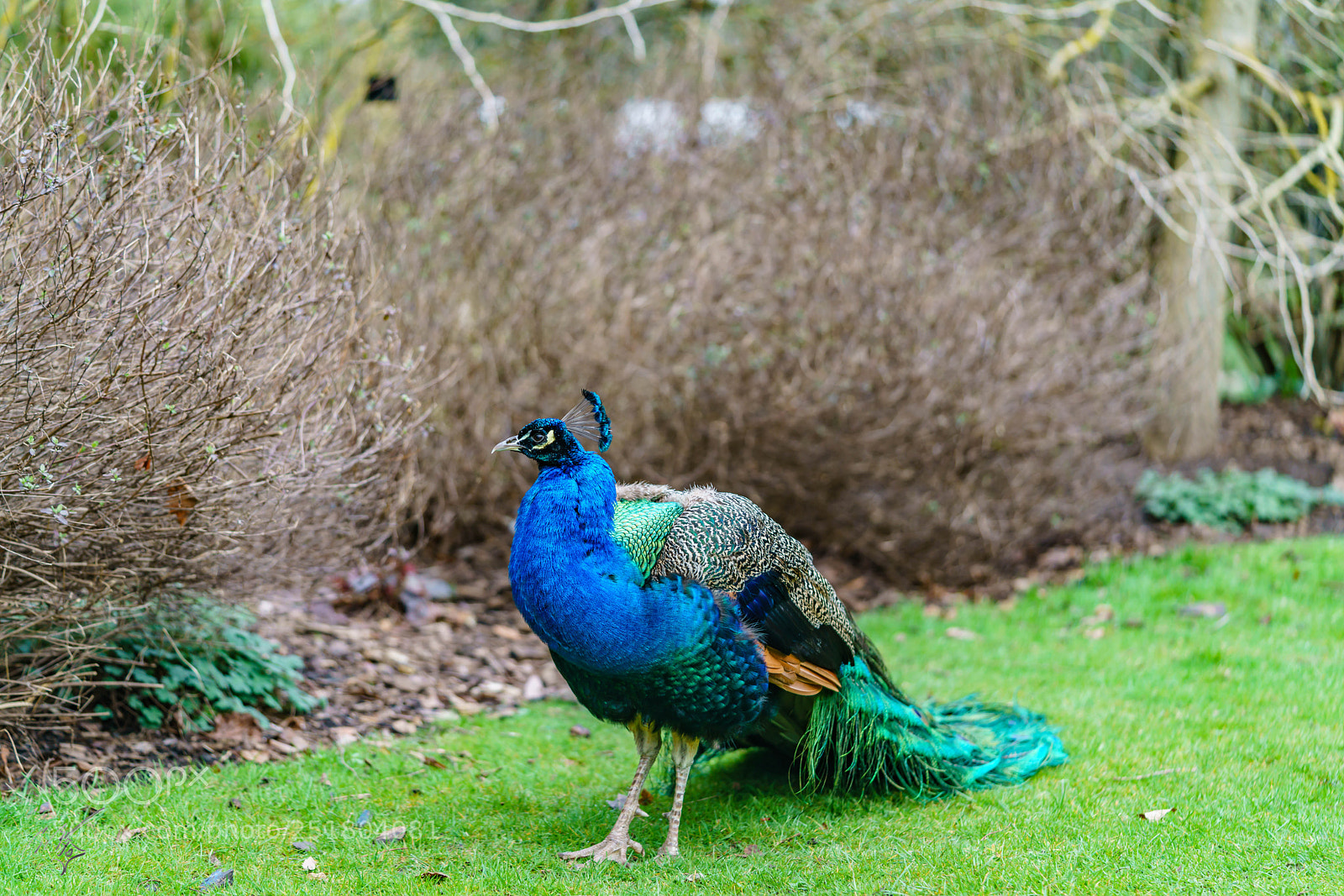 Sony a7R II sample photo. Peacock kew gardens photography