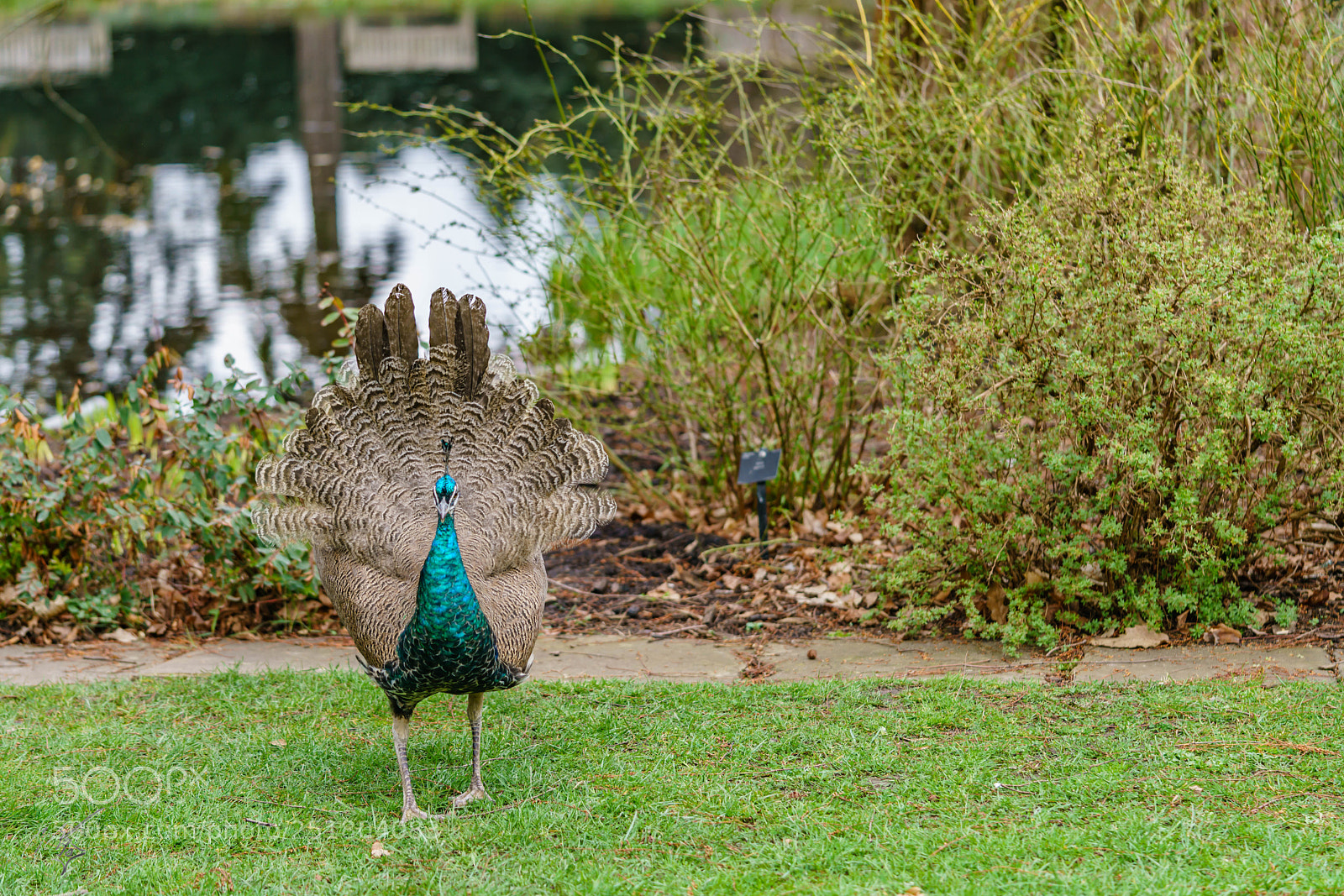 Sony a7R II sample photo. Peacock kew gardens photography
