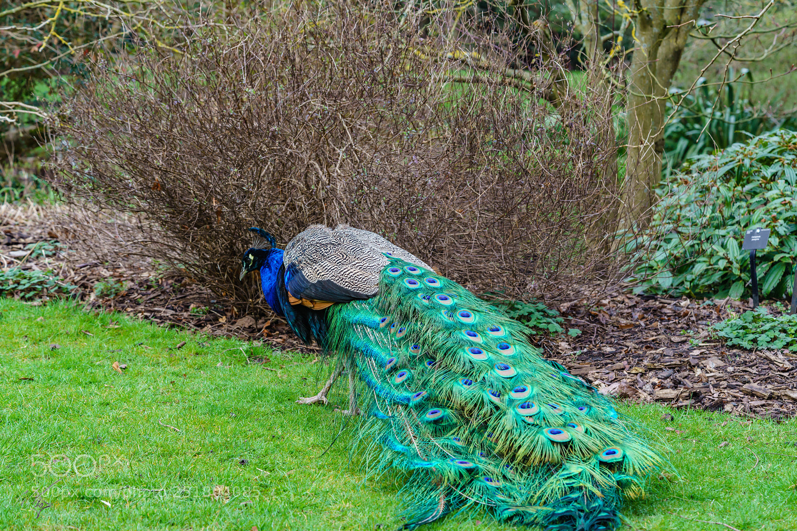 Sony a7R II sample photo. Peacock kew gardens photography