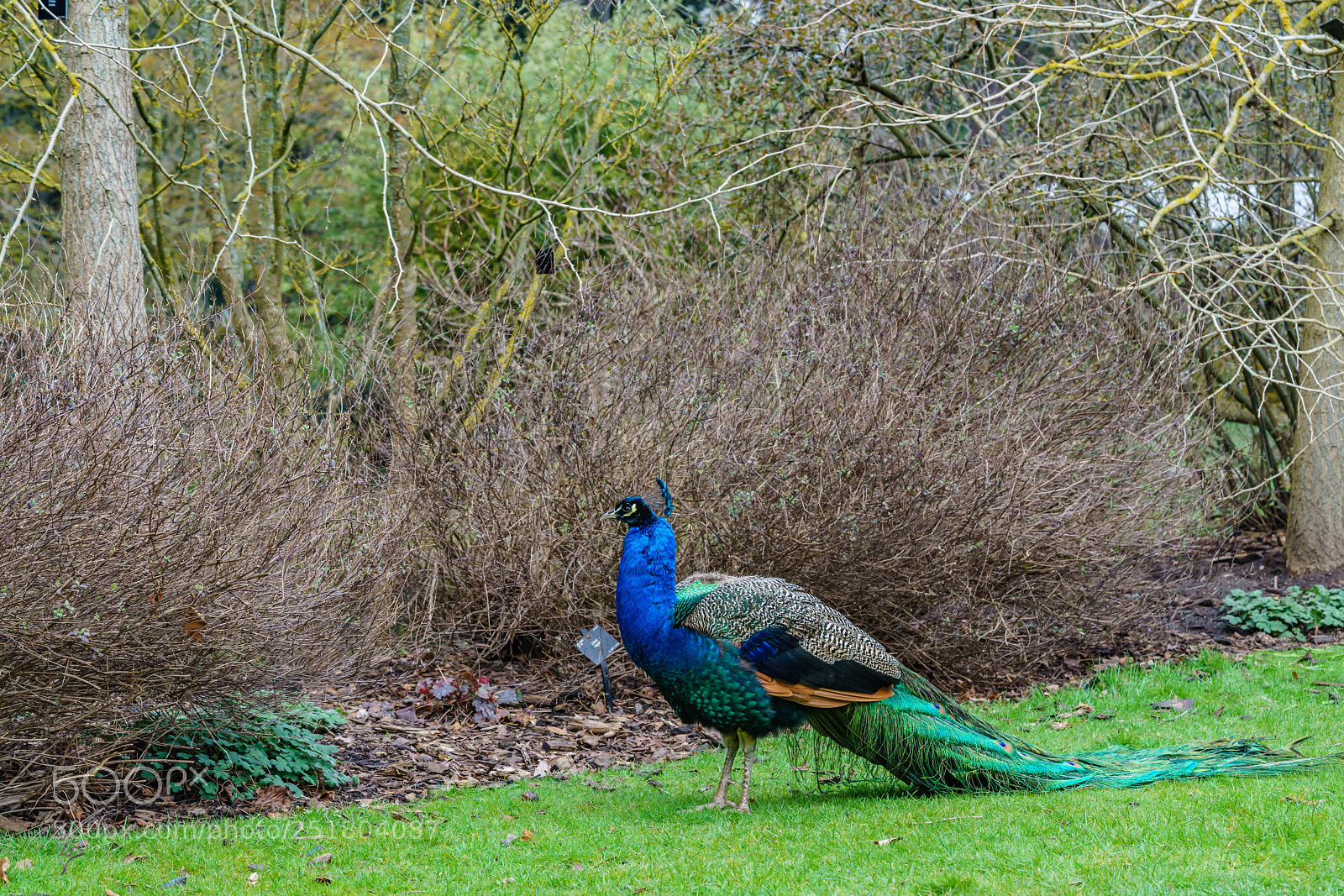 Sony a7R II sample photo. Peacock kew gardens photography