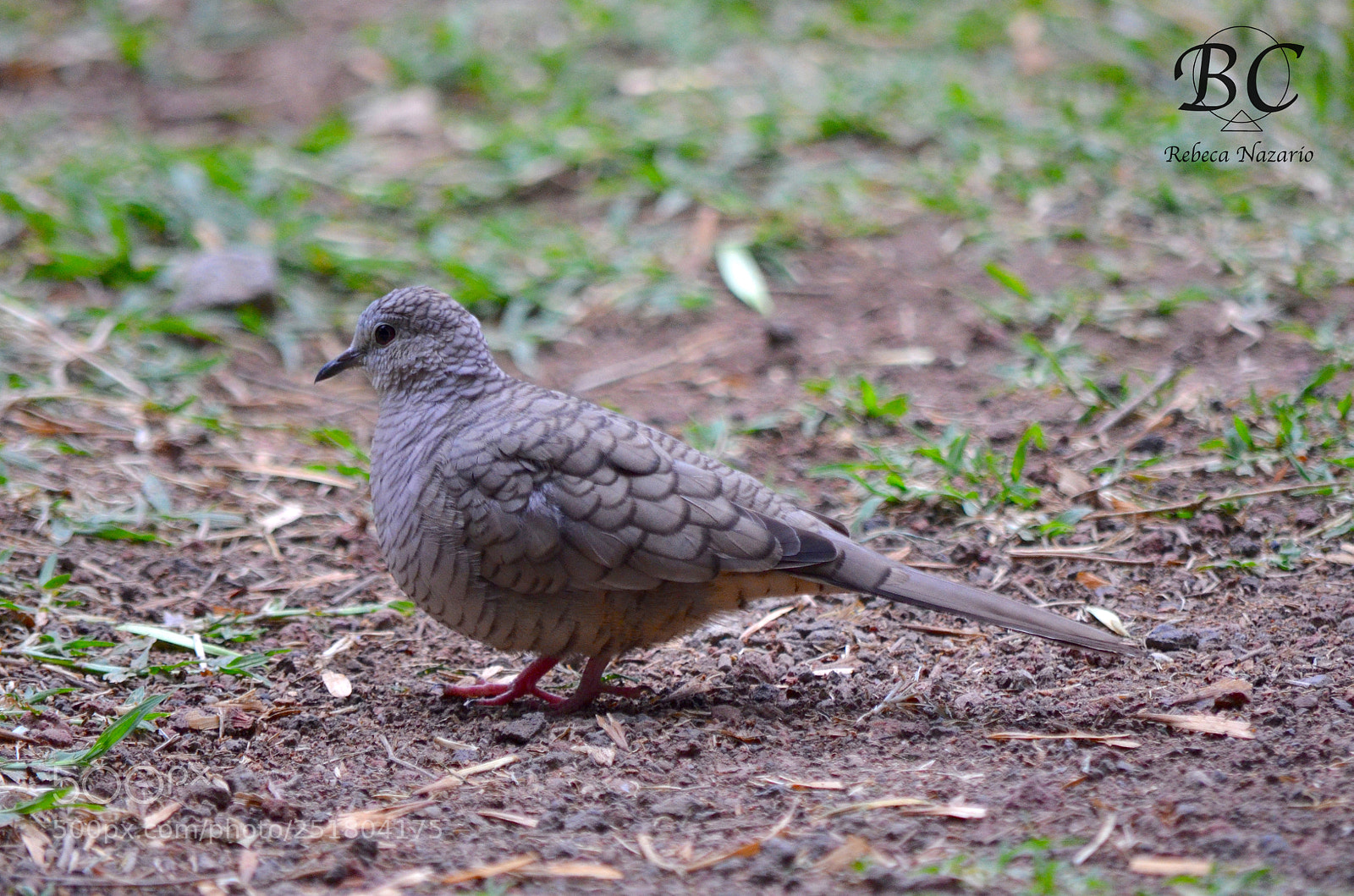 Nikon D5100 sample photo. Coquita photography