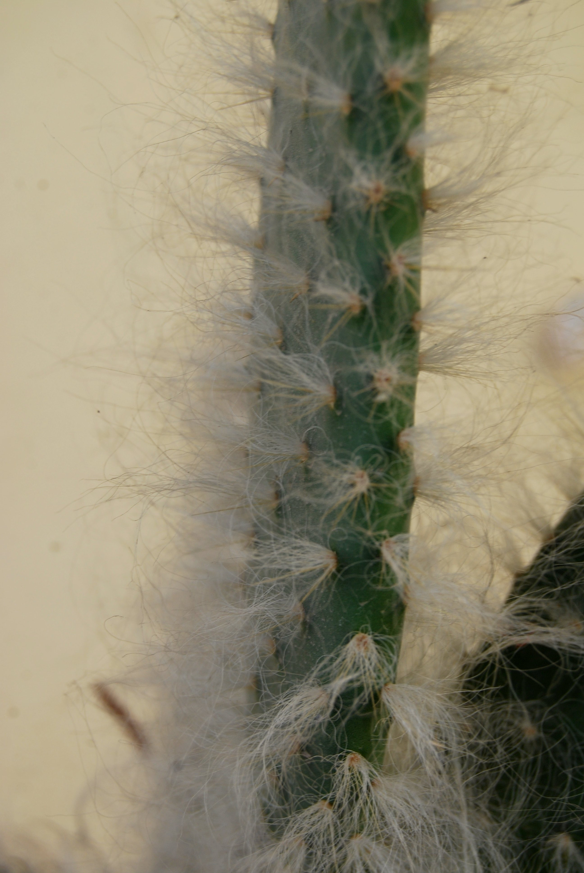 Nikon D40X sample photo. Care thorns photography