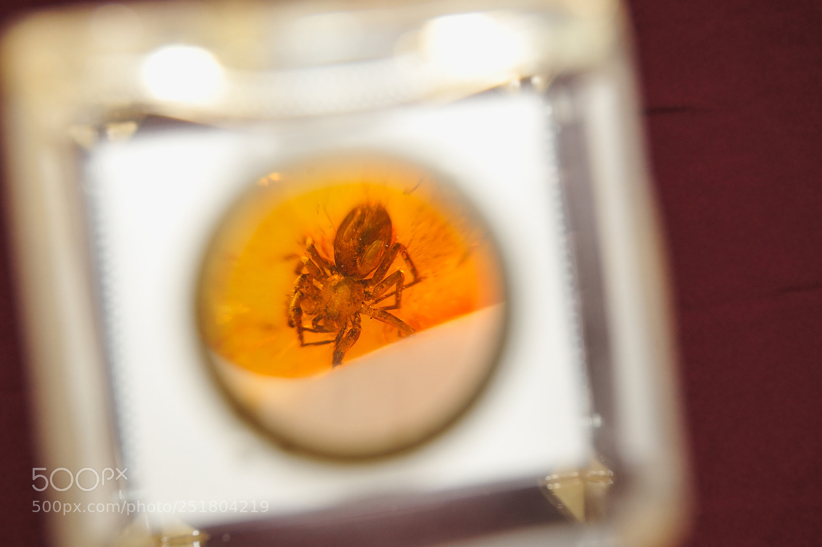 Nikon D700 sample photo. Insect frozen in amber photography