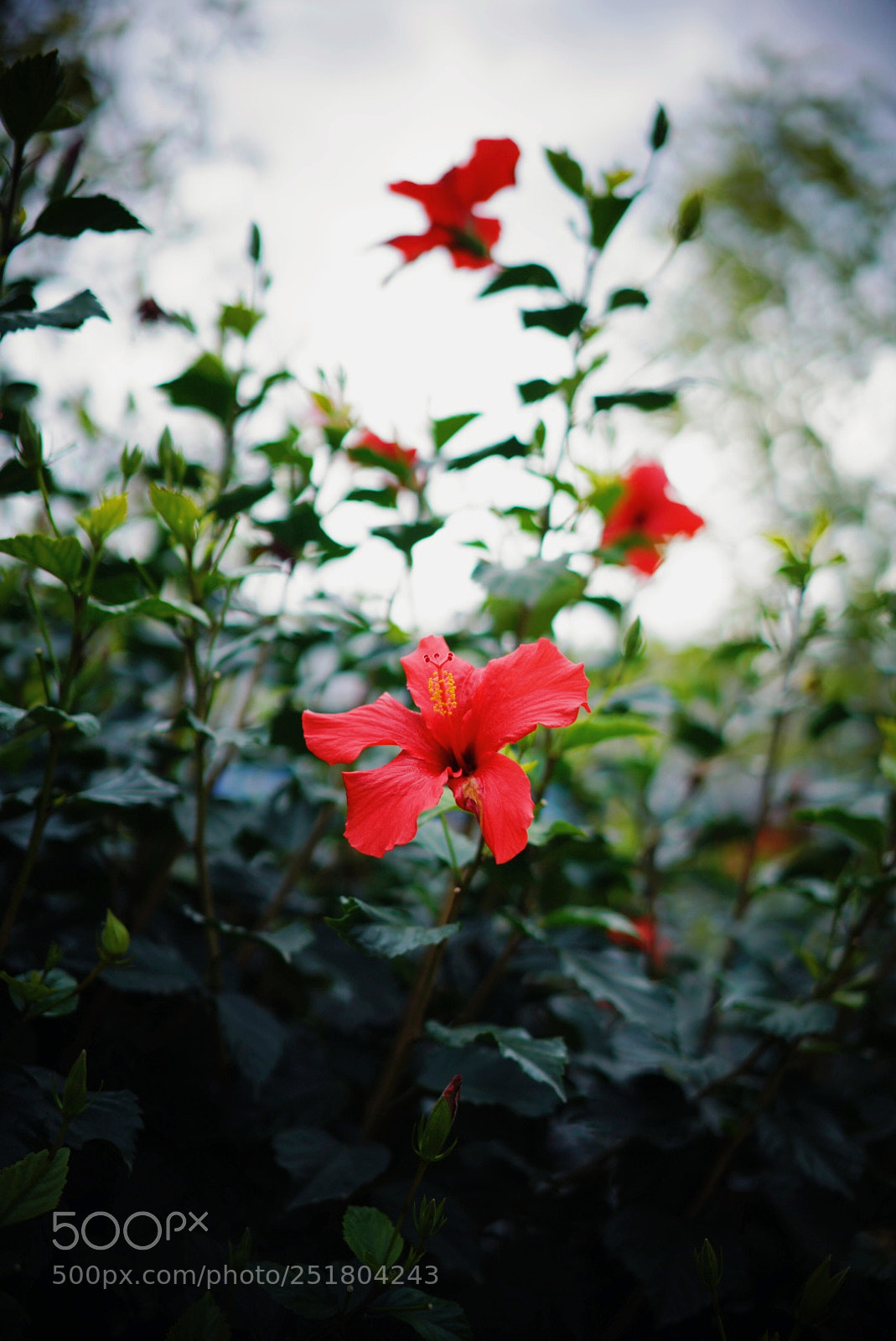 Sony a7R II sample photo. Untitled photography
