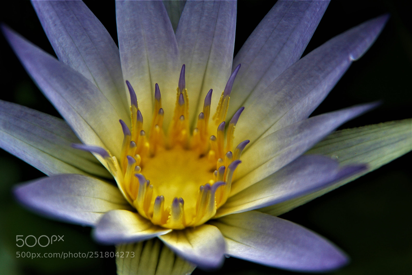Canon EOS 60D sample photo. Nymphaea caerulea photography