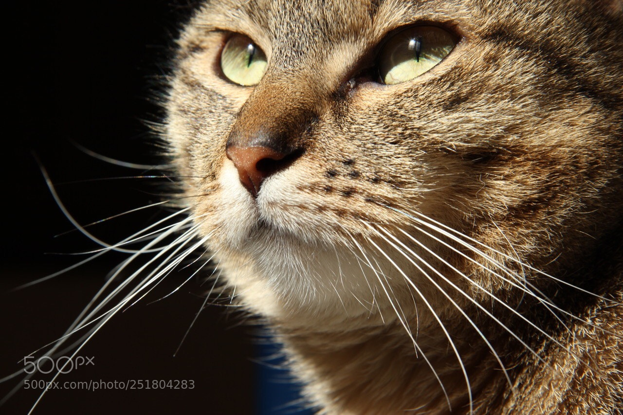 Canon EOS 550D (EOS Rebel T2i / EOS Kiss X4) sample photo. Cat sun looking photography